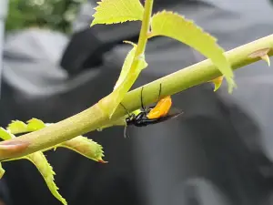 Annelies 01 Gele Rozenbladwesp